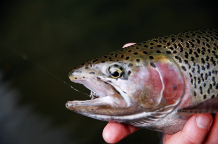 Trout Fishing in America: Addison County's Secret Streams