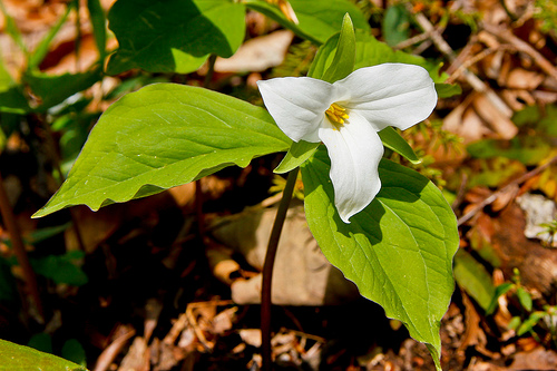 Trillium