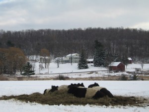 Addison County Cows in Winter