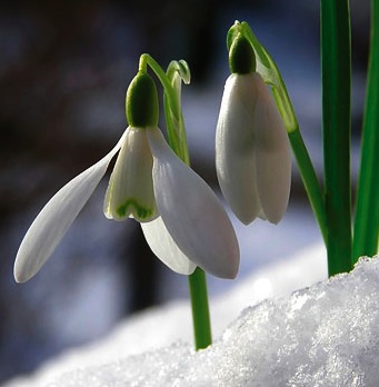 Looking Ahead To The First Flowers Of Spring In Addison County