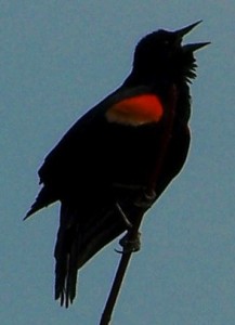 red-winged-black-bird